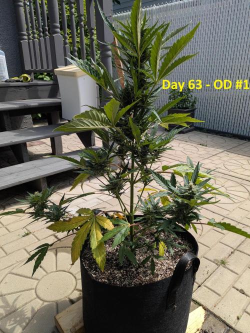 First Grow!. Week 9