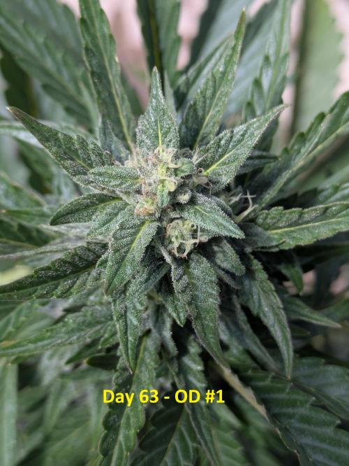 First Grow!. Week 9