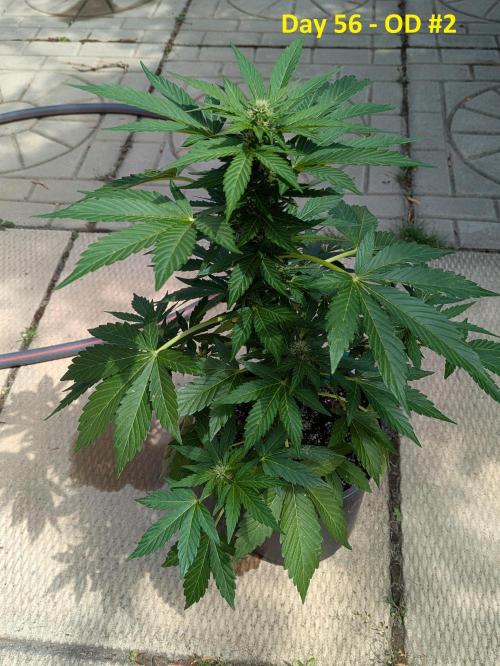 First Grow!. Week 9