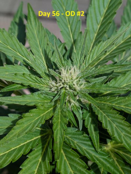 First Grow!. Week 9