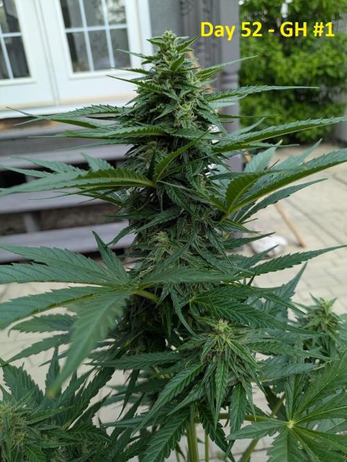 First Grow!. Week 10