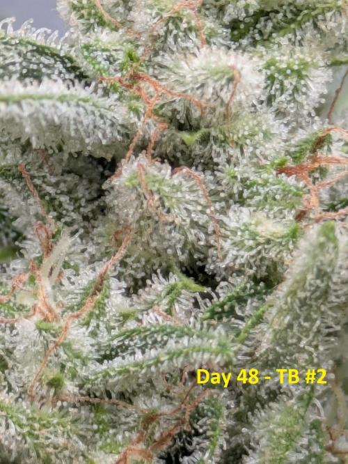 First Grow!. Week 10