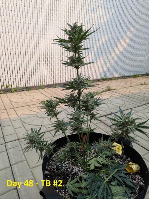 First Grow!. Week 10