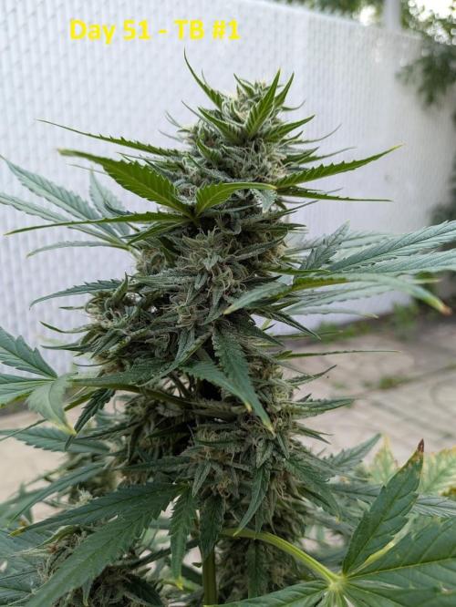 First Grow!. Week 10