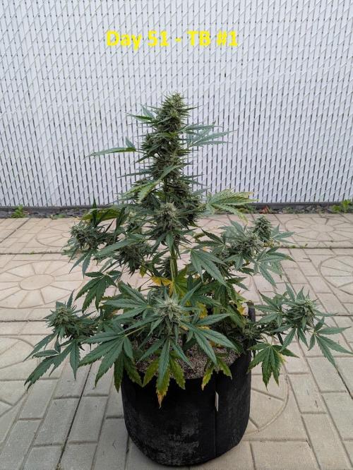 First Grow!. Week 10