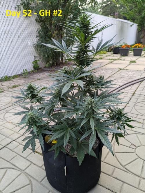 First Grow!. Week 10