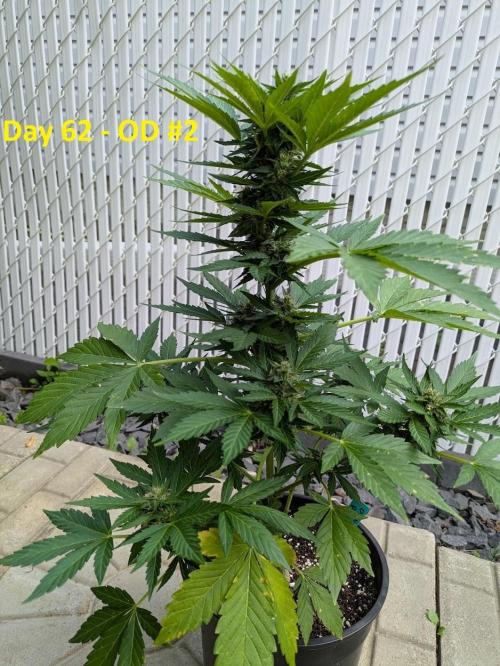 First Grow!. Week 10