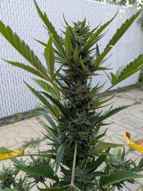 First Grow!. Week 10