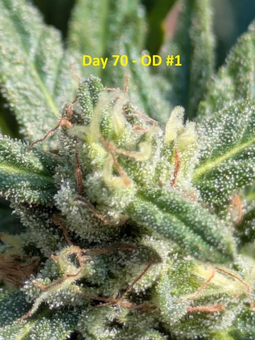 First Grow!. Week 10