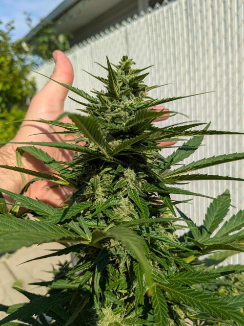 First Grow!. Week 11 - GH 1