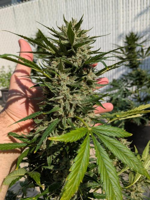 First Grow!. Week 11 - TB 1