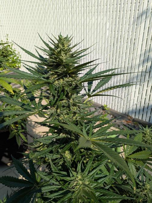 First Grow!. Week 11 - GH 2