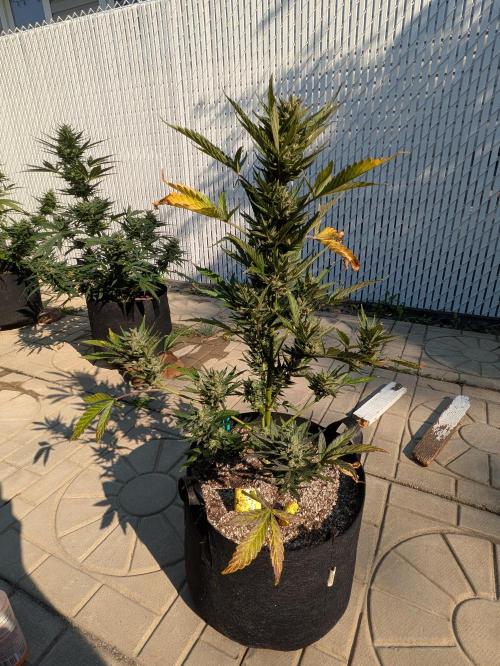 First Grow!. Week 11 - OD 1