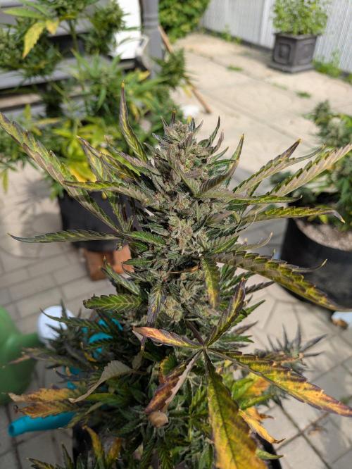 First Grow!. Week 12 - OD #1