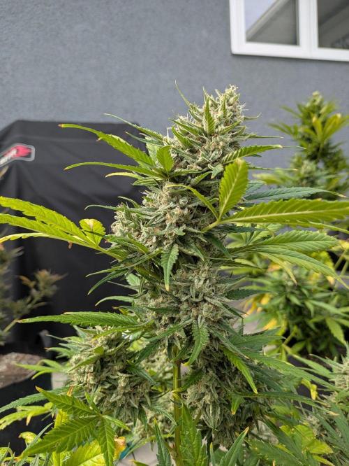First Grow!. Week 12 - TB #1
