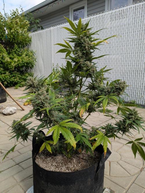 First Grow!. Week 12 - TB #1