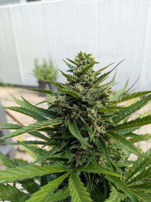 First Grow!. Week 12 - GH #1