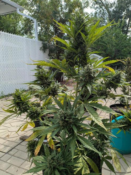 First Grow!. Week 12 - GH #1