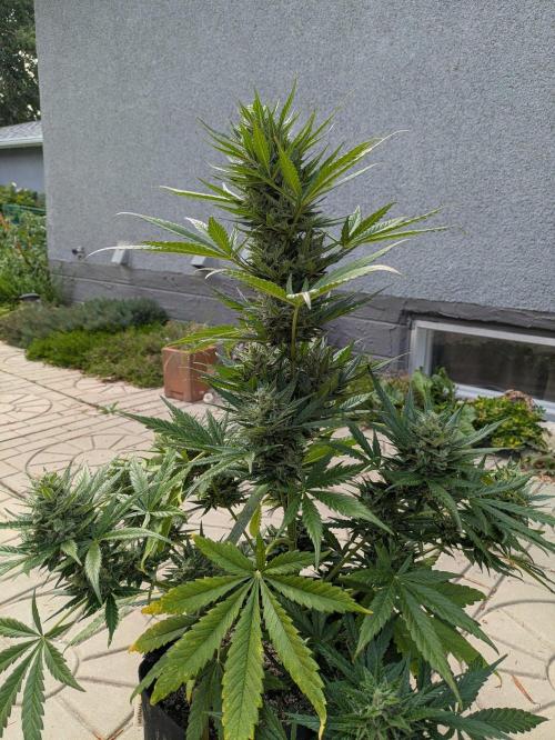 First Grow!. Week 12 - GH #2