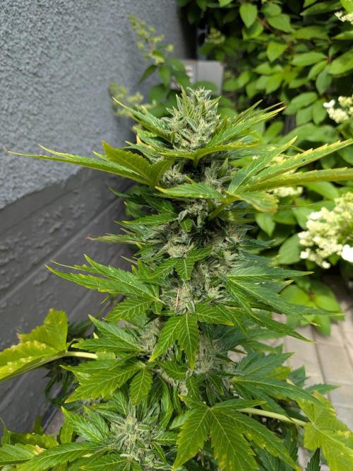 First Grow!. Week 12 - OD #2