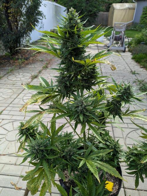 First Grow!. Week 13 - GH #1