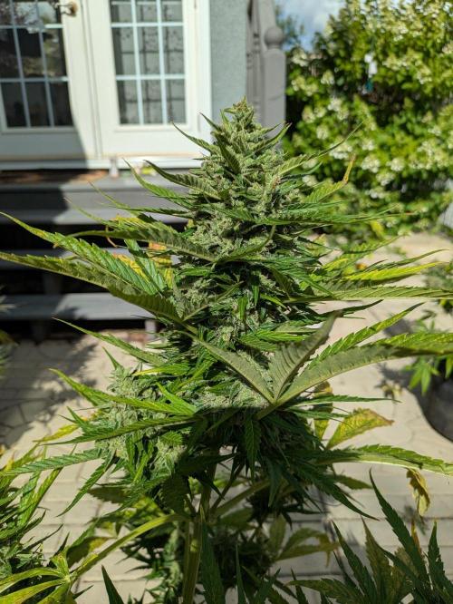 First Grow!. Week 13 - GH #1