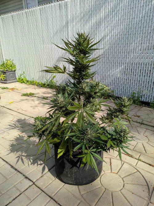 First Grow!. Week 13 - GH #2