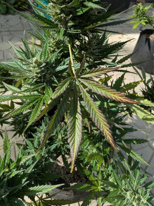 First Grow!. Week 13 - GH #2