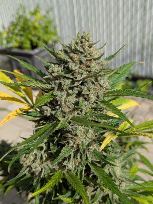 First Grow!. Week 13 - TB #1
