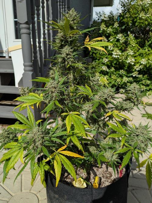 First Grow!. Week 13 - TB #1