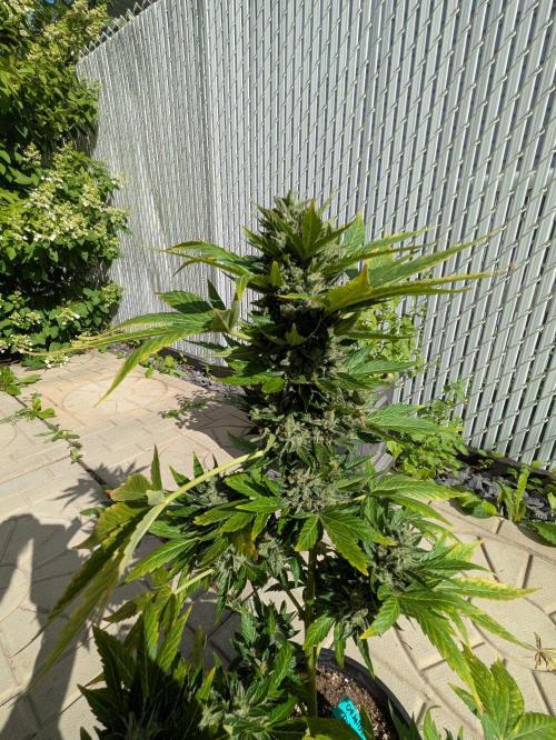 First Grow!. Week 13 - OD #2