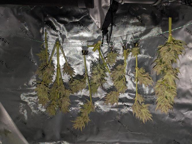 First Grow!. Week 13 - OD #1