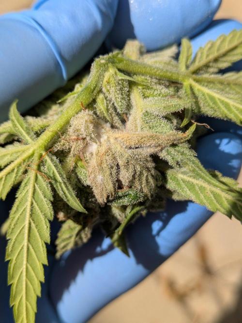 First Grow!. Week 14