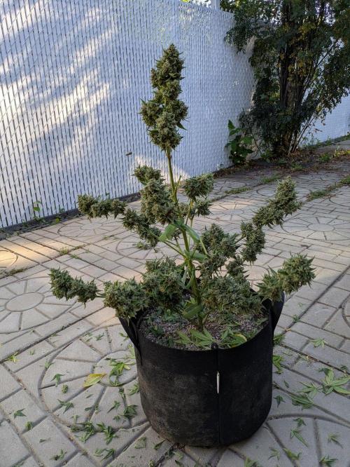 First Grow!. Week 14