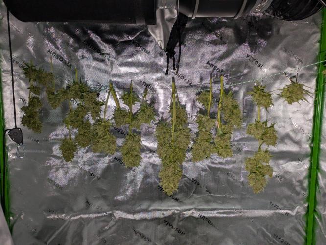First Grow!. Week 14