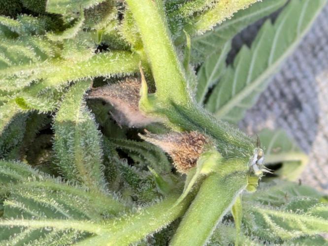 First Grow!. Week 15 - GH #1 main cola, mold on calyxes