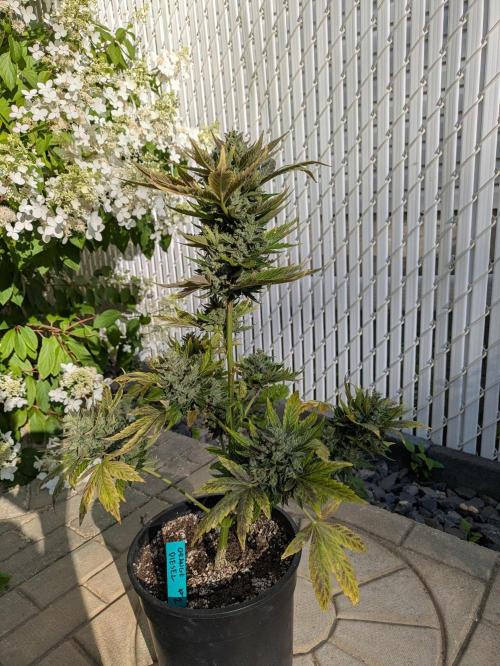 First Grow!. Week 15 - OD #2
