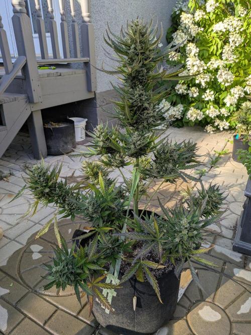 First Grow!. Week 15 - GH #2
