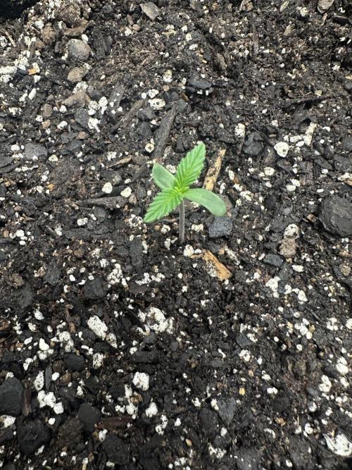 First Run. Week 1