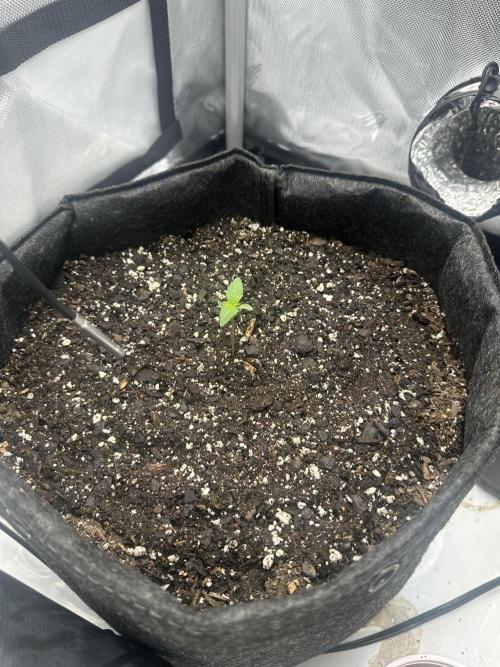 First Run. Week 1