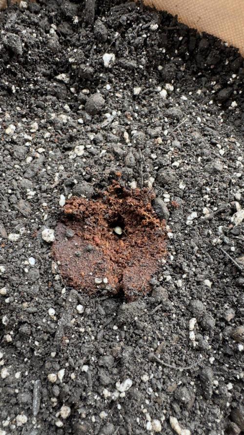 Rootline. Week 0 - Aussaht beider Samen in 1 cm Tiefe und jeweils einem Quell-Kokoserde Pad 