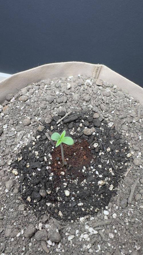 Rootline. Week 0 - Sie entwickeln sich