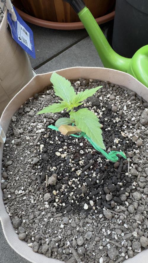 Rootline. Week 1 - Afghan kush 12 cm leider anfangs gespargelt aber gut entwickelt 