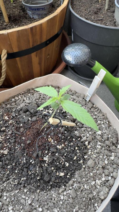 Rootline. Week 1 - Papaya Cookies 14 (gespargelt) sattes Grün 