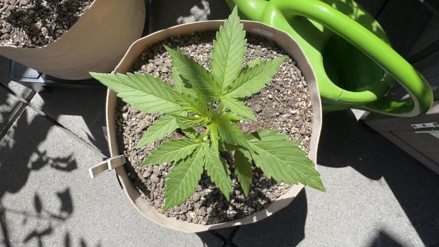 Rootline. Week 2 - Afghan kush  18 cm 
Geruch: schwach