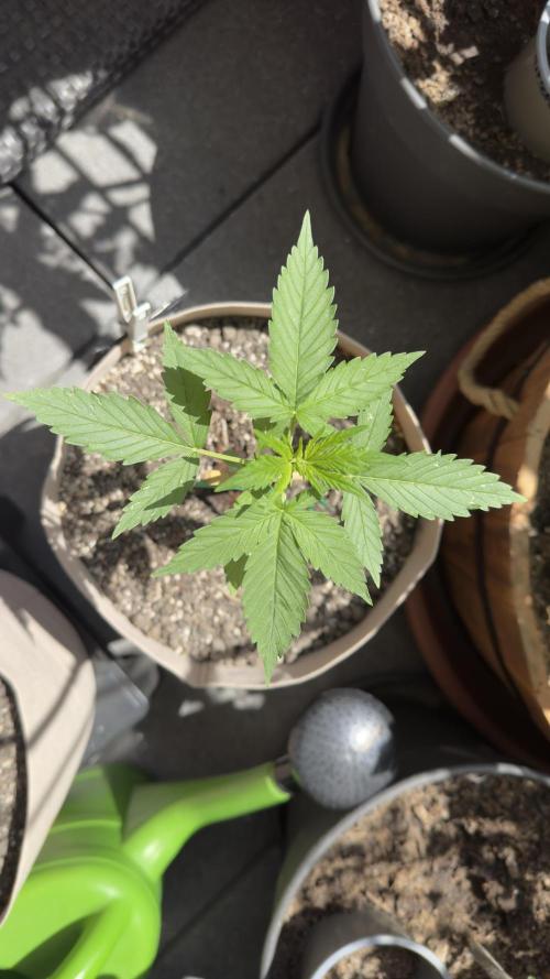 Rootline. Week 2 - Papaya coockies 23,5 cm