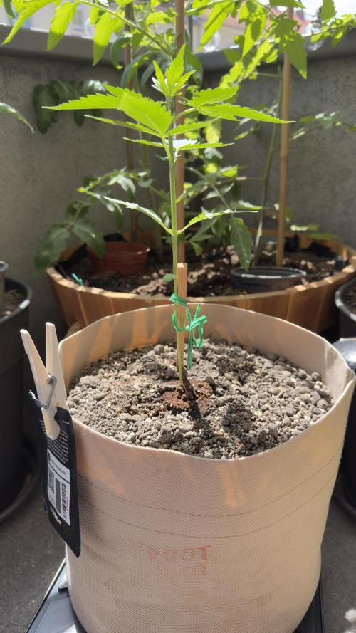Rootline. Week 2 - Guter Wuchs und sattes Grün 