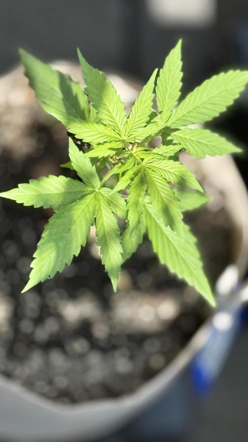 Rootline. Week 2 - Afghan Kush