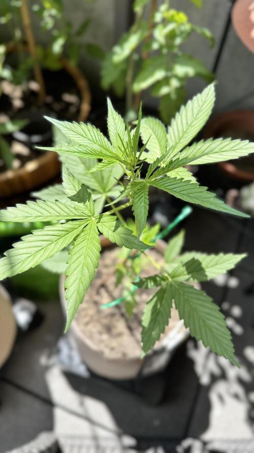 Rootline. Week 3 - Papaya cookie - 43 cm 