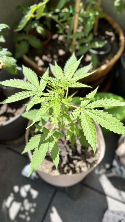 Rootline. Week 3 - Afghan Kush - 34 cm
